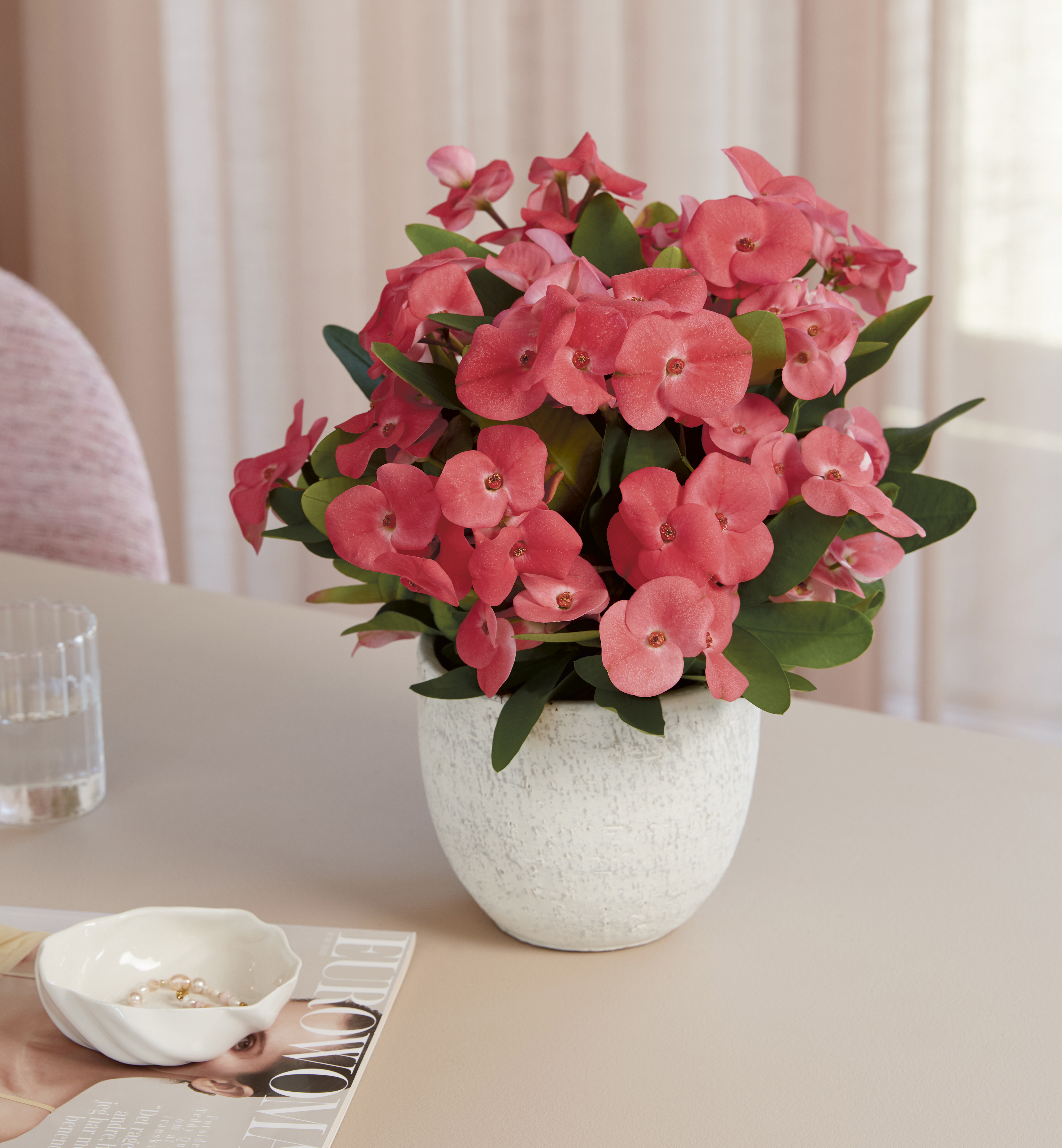 Euphorbia
