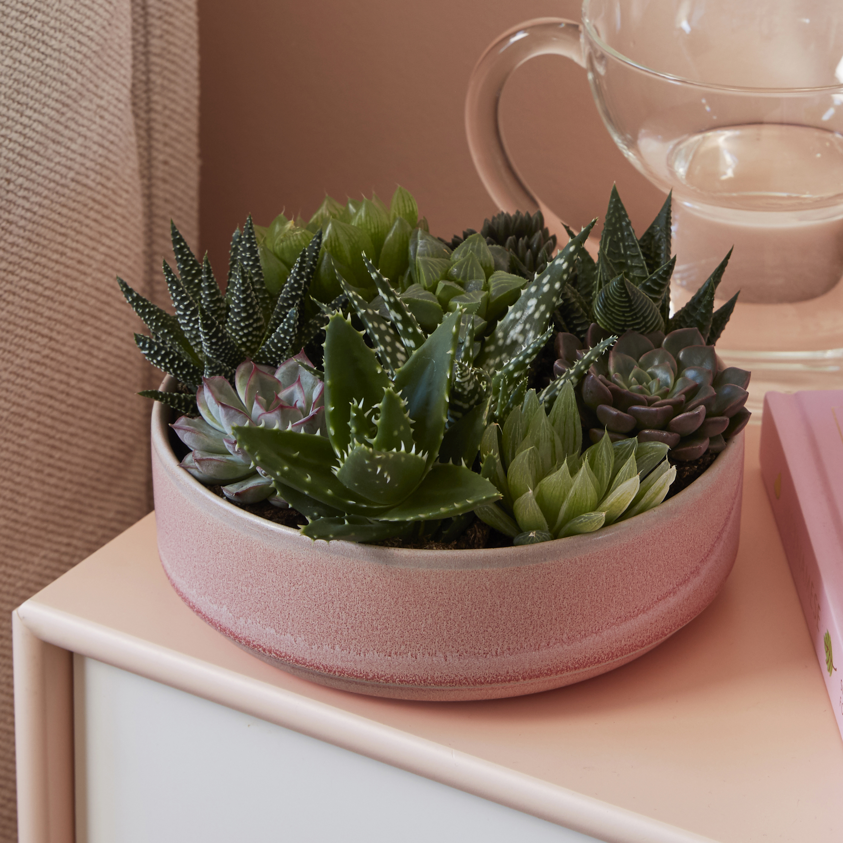 Succulent