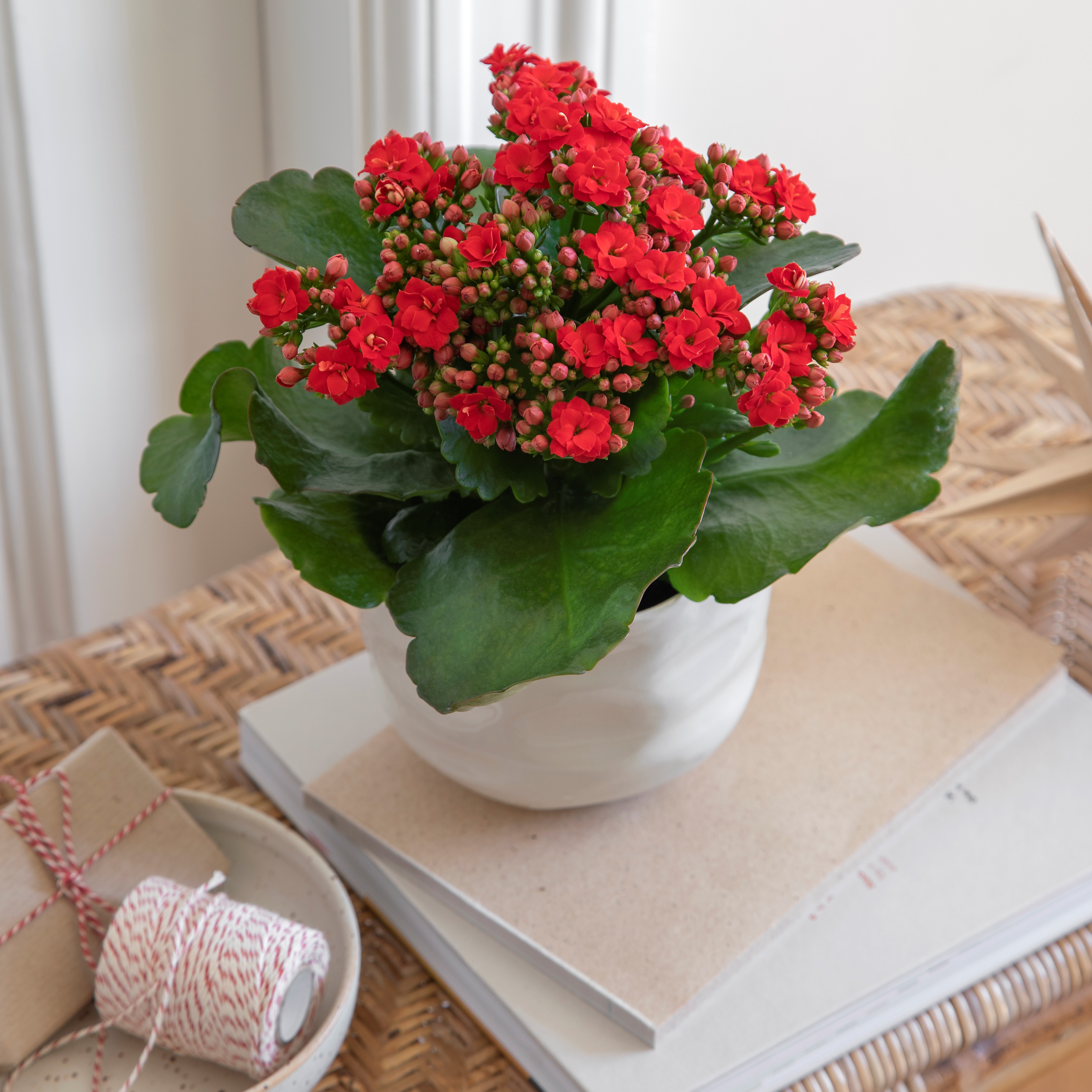 Kalanchoe