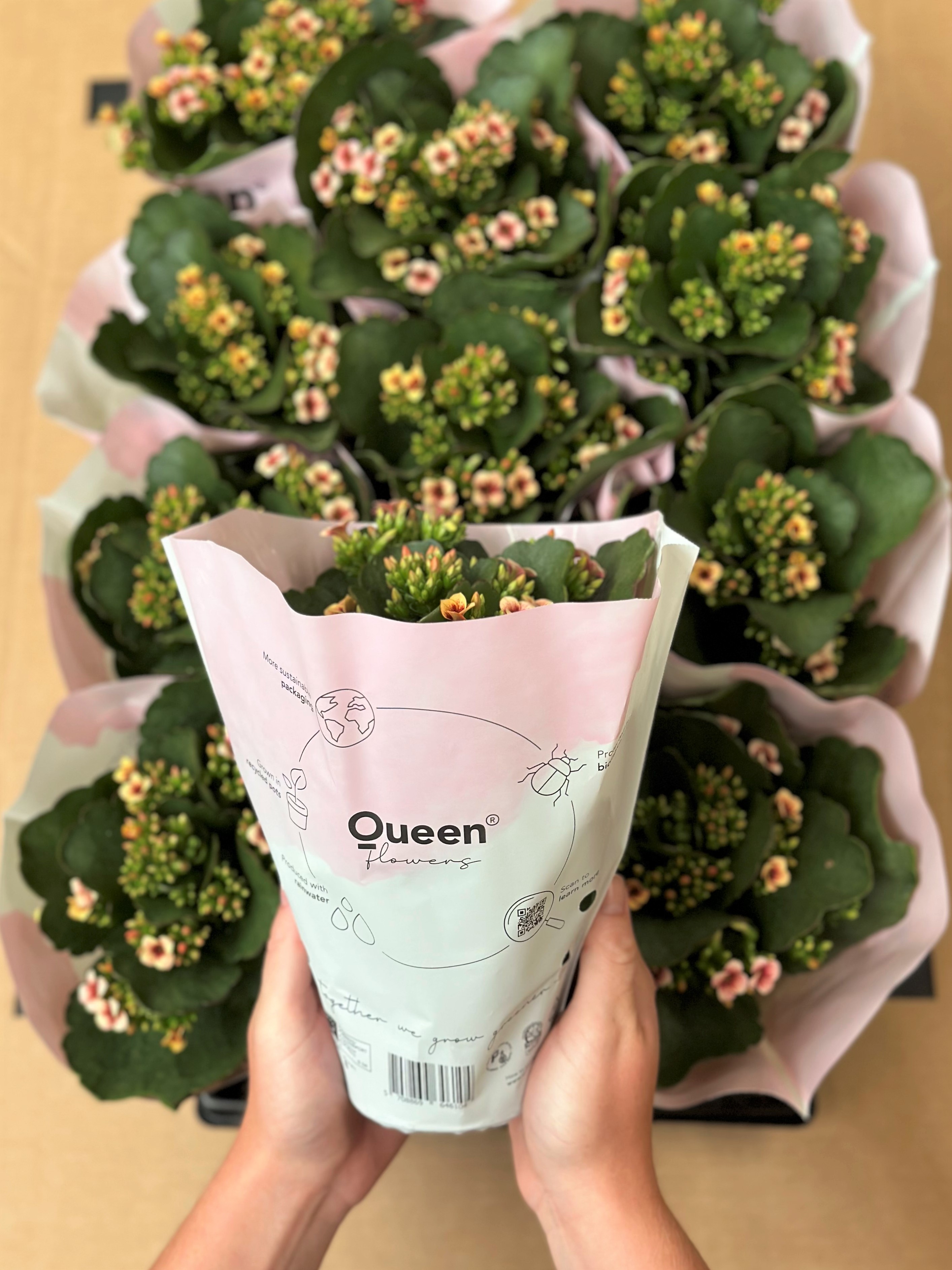 Queen® Flowers blomsterpasning Guide til dine kalanchoe