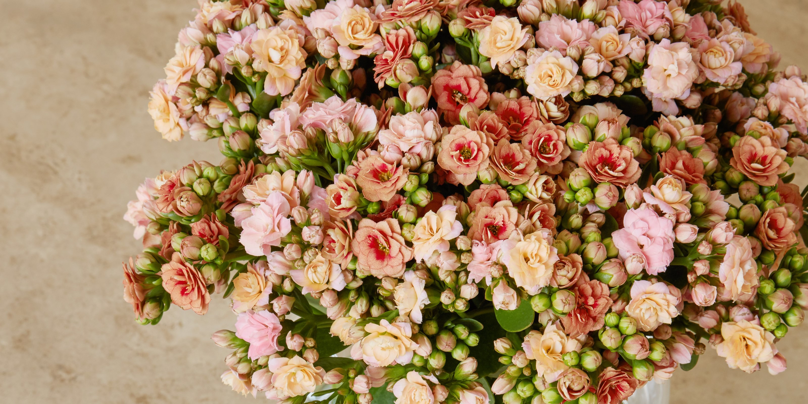 Sidelæns Indflydelsesrig Derbeville test Mors dag blomster | Sig tak med smukke blomster | Bestil online